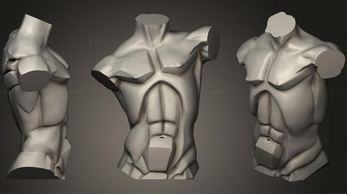 Анатомия скелеты и черепа (Плоскости туловища, ANTM_0942) 3D модель для ЧПУ станка
